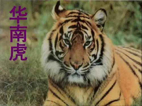 华南虎PPT63 人教版 (共33张PPT)