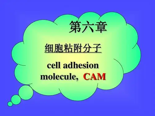 黏附分子j