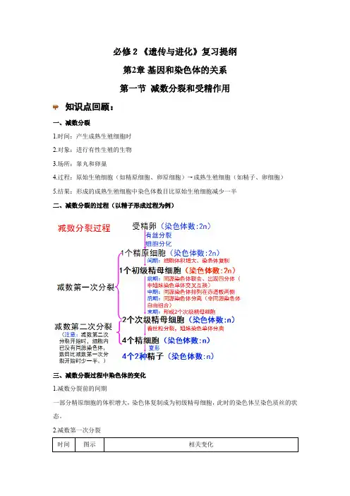 期末复习——2.1减数分裂和受精作用(知识点+练习)