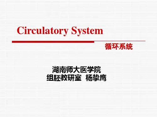 组织学与胚胎学课件：第10章 循环系统