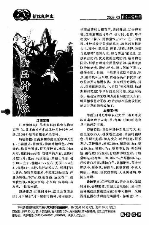 玉米新品种介绍