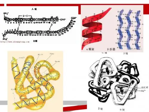 高中生物蛋白质计算.ppt