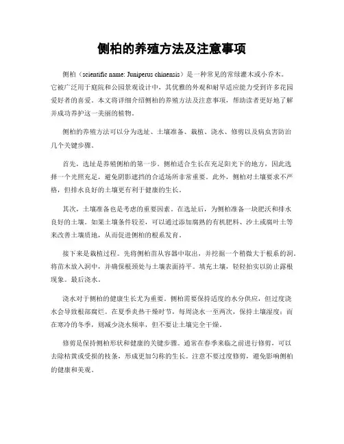 侧柏的养殖方法及注意事项