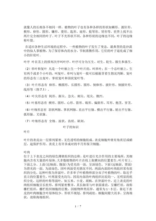 叶子形态