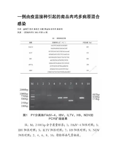 一例由疫苗接种引起的商品肉鸡多病原混合感染