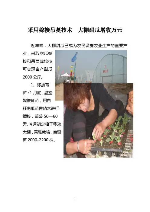 大棚甜瓜吊蔓栽培技术