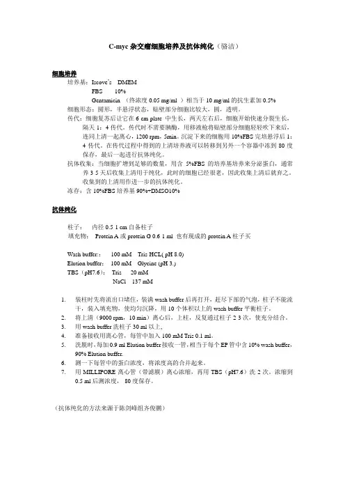 杂交瘤细胞抗体收集和纯化