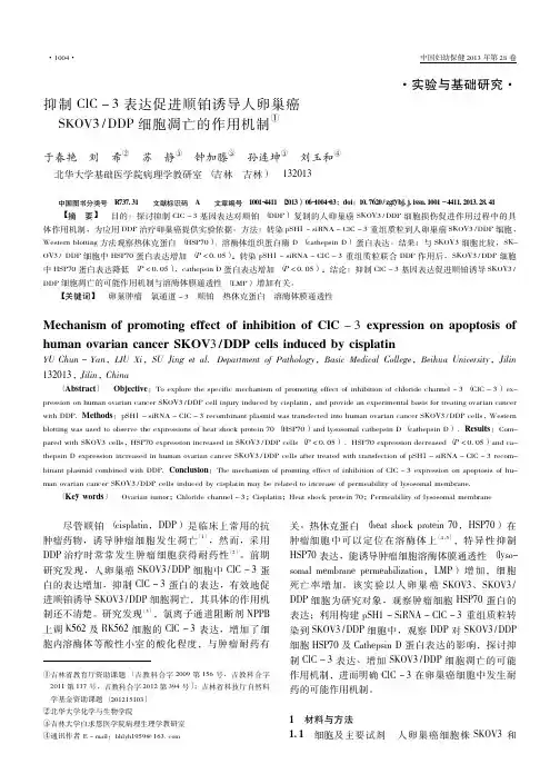 抑制ClC3表达促进顺铂诱导人省略OV3DDP细胞凋亡的作用机制于春艳