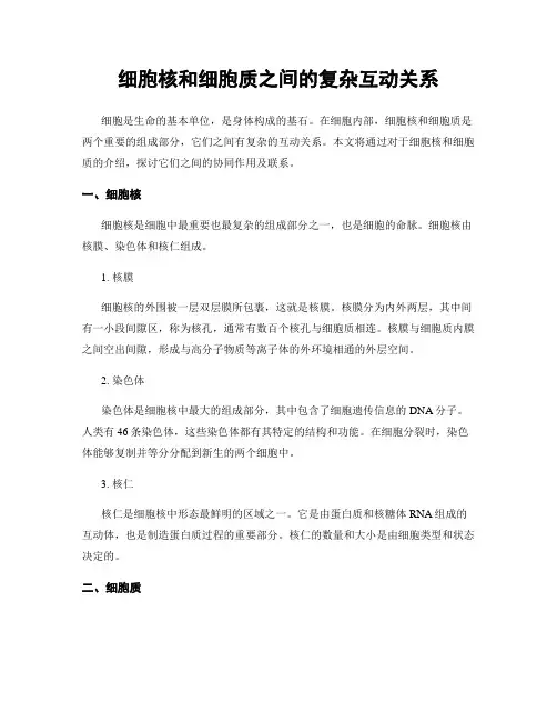 细胞核和细胞质之间的复杂互动关系
