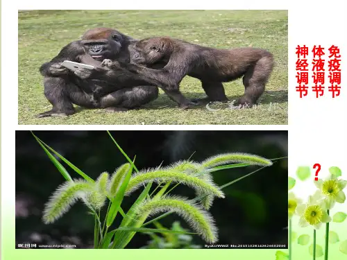 【人教版】植物生长素的发现ppt课件1【精选】