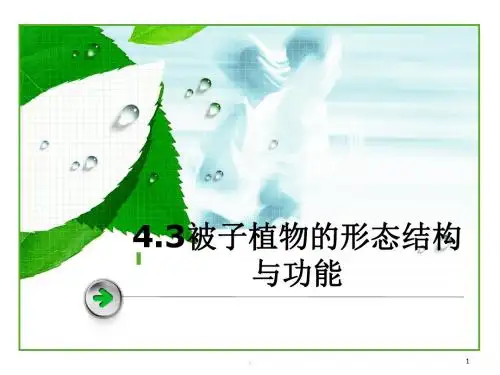 被子植物的形态结构与功能PPT课件