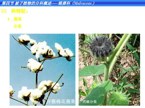 被子植物分科(2)