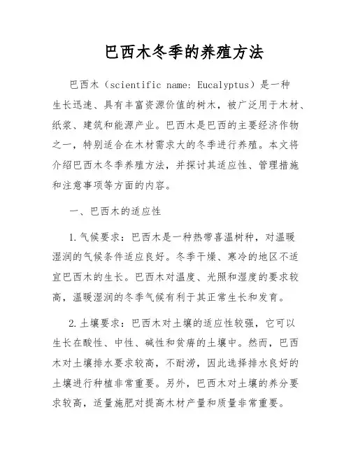 巴西木冬季的养殖方法