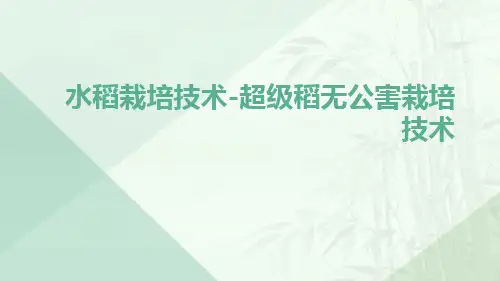 水稻栽培技术-超级稻无公害栽培技术