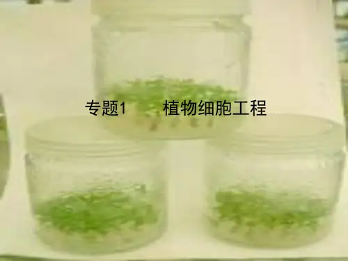 高三生物-专题1《植物细胞工程》复习课件-新人教版
