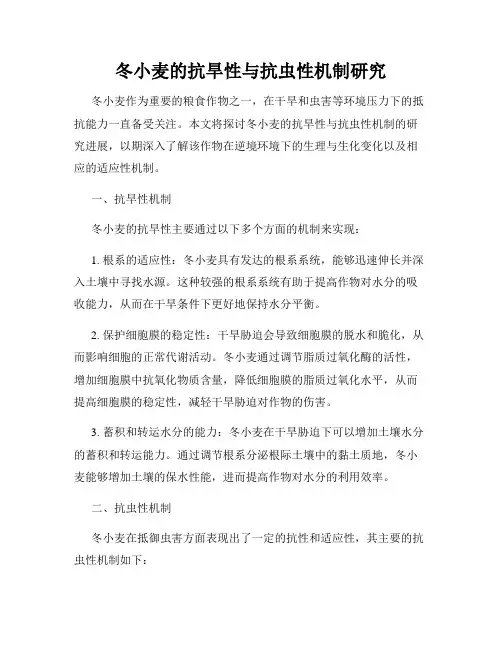 冬小麦的抗旱性与抗虫性机制研究