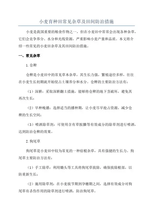小麦育种田常见杂草及田间防治措施