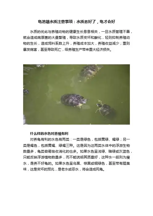 龟池塘水质注意事项：水质养好了，龟才会好