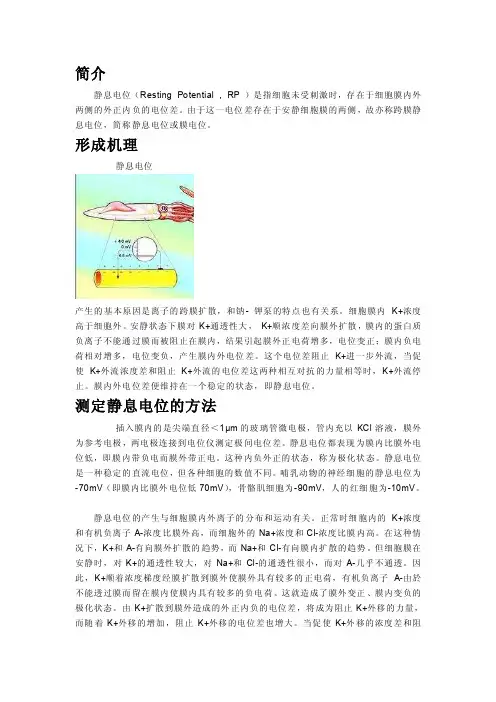静息电位和动作电位