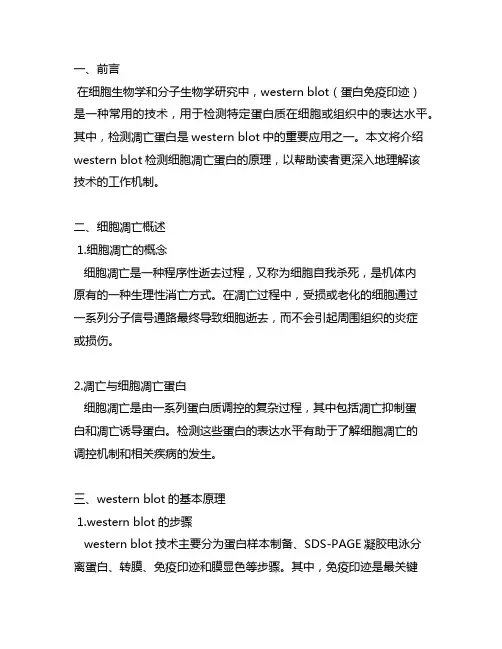 western blot检测细胞凋亡蛋白原理