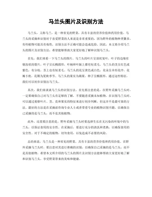 马兰头图片及识别方法