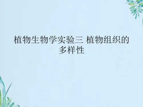 植物生物学实验三 植物组织的多样性