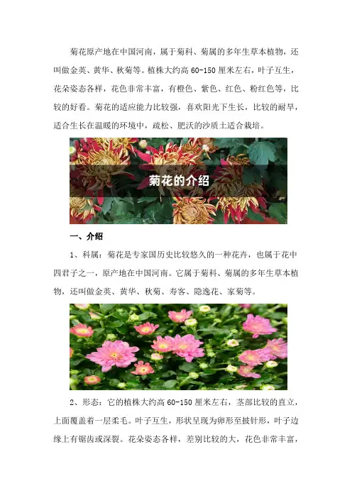 菊花的介绍,什么时候开花