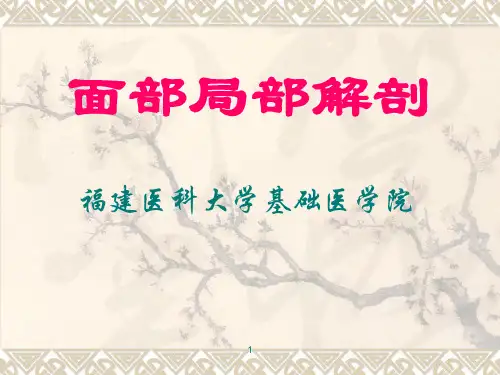 面部局部解剖ppt课件
