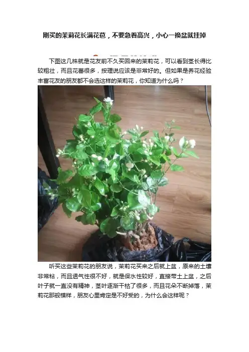 刚买的茉莉花长满花苞，不要急着高兴，小心一换盆就挂掉