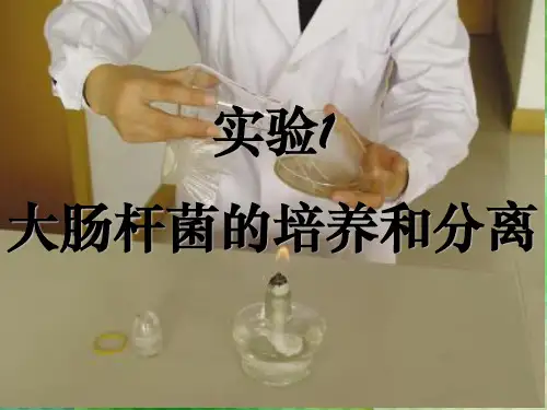 大肠杆菌的分离和培养ppt课件