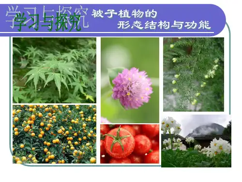 二、被子植物的形态结构与功能