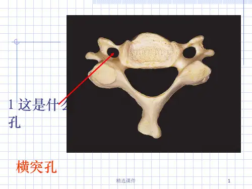 解剖标本考试ppt课件