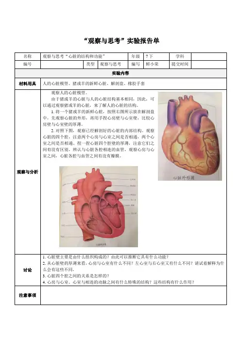 观察与思考“心脏的结构和功能”实验报告-何武