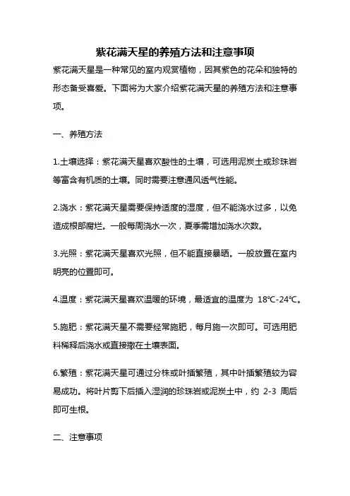 紫花满天星的养殖方法和注意事项