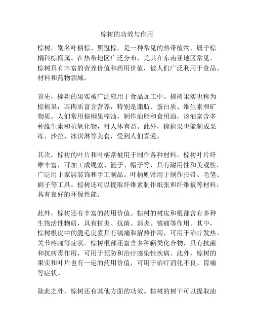 棕树的功效与作用