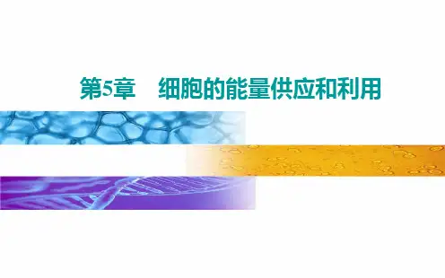细胞呼吸的原理和应用无氧呼吸及细胞呼吸原理的应用ppt推荐【新】人教版高中生物必修一