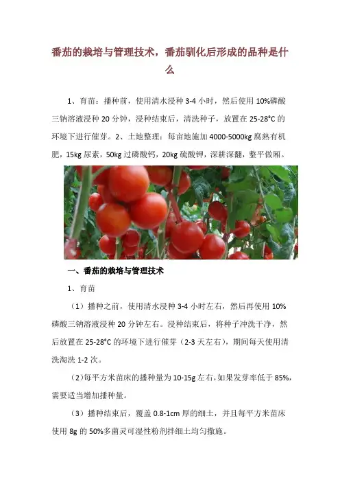 番茄的栽培与管理技术,番茄驯化后形成的品种是什么