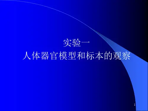 人体器官模型和标本的观察ppt课件