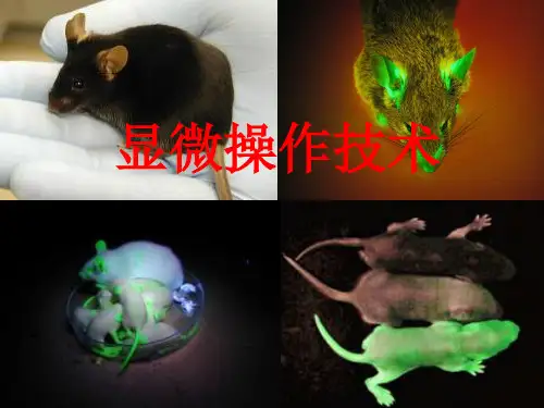 显微操作技术(全面)PPT课件
