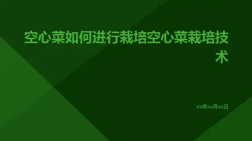 空心菜如何进行栽培空心菜栽培技术