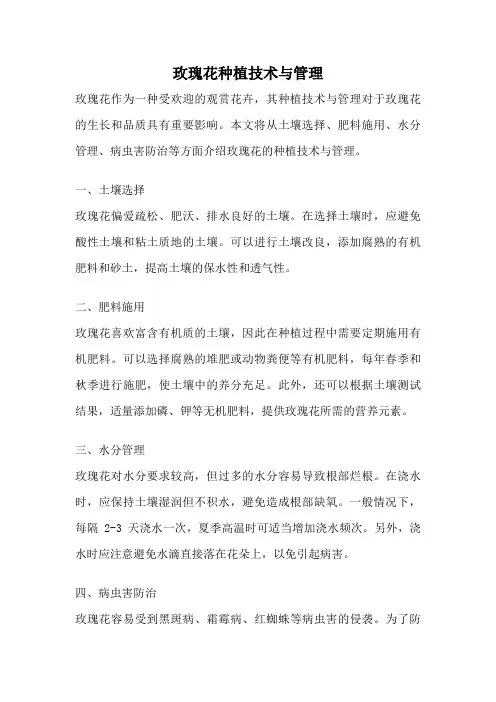 玫瑰花种植技术与管理