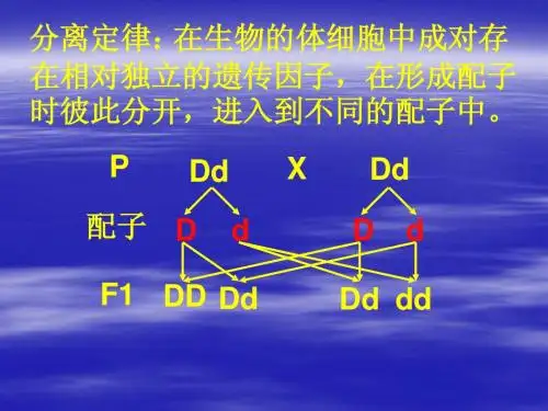 人教版教学课件生物必修二第2章第1节减数分裂