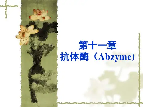 第十一章抗体酶ppt课件