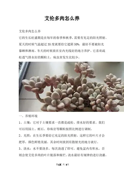 艾伦多肉怎么养