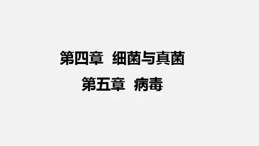 第四、五章细菌与真菌病毒