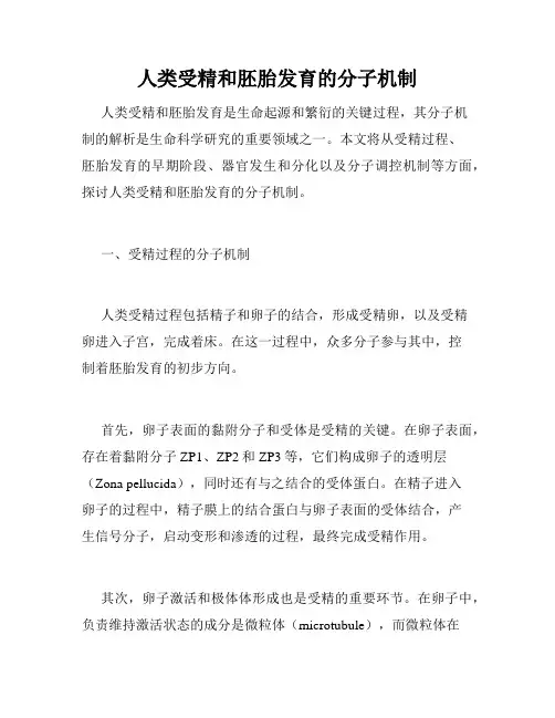人类受精和胚胎发育的分子机制