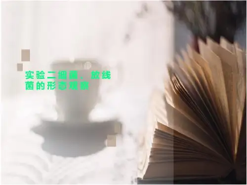 实验二细菌、放线菌的形态观察