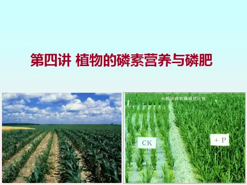 土壤学和植物营养-第四讲-植物的磷素营养和磷肥