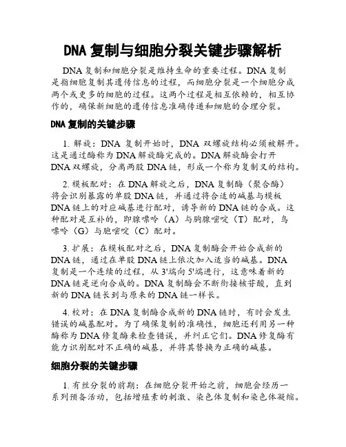 DNA复制与细胞分裂关键步骤解析