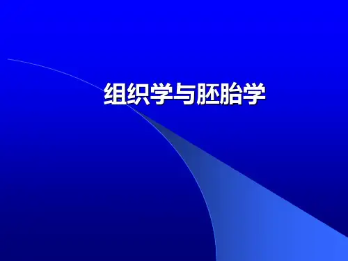 组织胚胎学结缔组织
